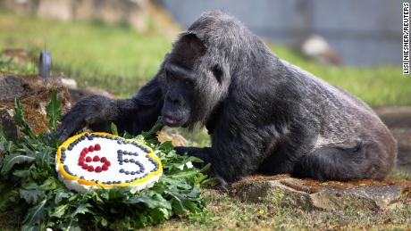 Der älteste bekannte Gorilla der Welt ist 65 Jahre alt