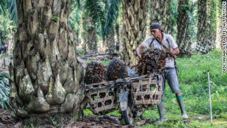 Palmöl ist die Hälfte Ihres Lebensmitteleinkaufs.  Hier ist der Grund für die Preiserhöhung
