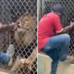Der Zoo reagierte, nachdem ein virales Video, das den Finger eines Mannes zeigt, der einen Löwen beißt, viral wurde: „Es hätte nie passieren dürfen“