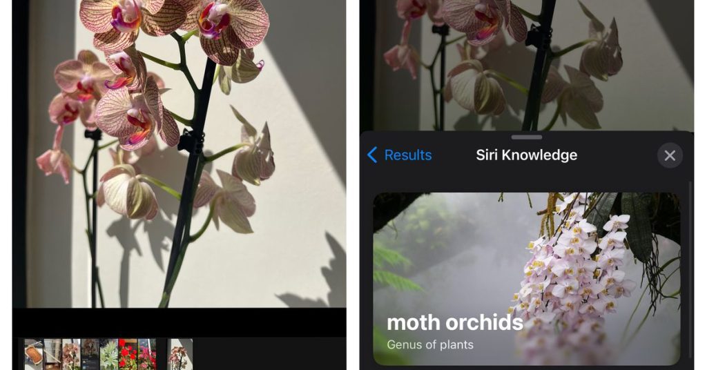 Heute habe ich erfahren, dass Sie mit Ihrer iPhone-Kamera etwas über Pflanzen und Blumen lernen können