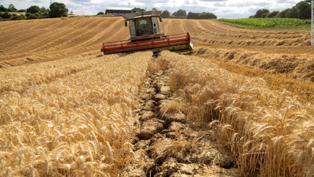 Große Erleichterung mit ukrainischem Getreide, aber die Nahrungsmittelkrise geht nirgendwo hin