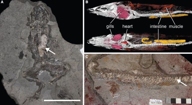 Beispiele für Phospholipid-Weichgewebe in Fossilien: (a) Der Magen eines Frosches mit einem Phospholipid-Vakuum;  (b) Mikro-CT-Bild eines brasilianischen Fischfossils mit inneren Organen des Rachens;  (c) Colobrid-Schlange mit Phosphathaut.