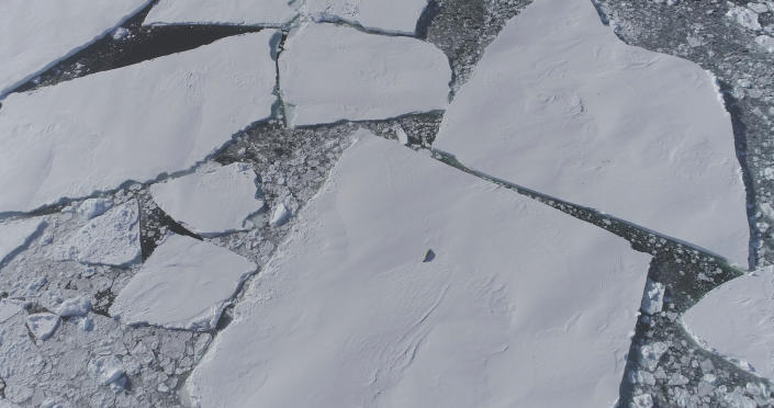 Ein einsamer Seehund erscheint von oben auf einer Eisscholle. 
