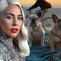 Die Dognappers werfen Lady Gaga versuchten Mord und Raub vor